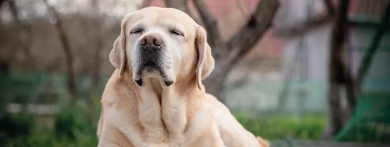 Perro tumbado en casa